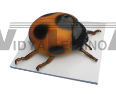 The dissection model of ladybug